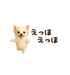 動く！小さいチワワ（個別スタンプ：20）