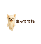 動く！小さいチワワ（個別スタンプ：21）