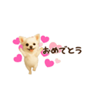 動く！小さいチワワ（個別スタンプ：23）
