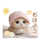 スコティッシュ猫 布団ねこ 可愛い日常（個別スタンプ：1）