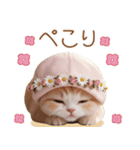 スコティッシュ猫 布団ねこ 可愛い日常（個別スタンプ：8）