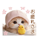 スコティッシュ猫 布団ねこ 可愛い日常（個別スタンプ：10）