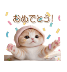 スコティッシュ猫 布団ねこ 可愛い日常（個別スタンプ：11）