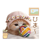 スコティッシュ猫 布団ねこ 可愛い日常（個別スタンプ：15）