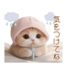 スコティッシュ猫 布団ねこ 可愛い日常（個別スタンプ：20）