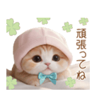スコティッシュ猫 布団ねこ 可愛い日常（個別スタンプ：21）