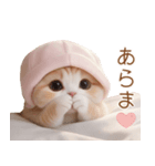 スコティッシュ猫 布団ねこ 可愛い日常（個別スタンプ：22）