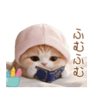 スコティッシュ猫 布団ねこ 可愛い日常（個別スタンプ：23）