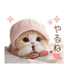 スコティッシュ猫 布団ねこ 可愛い日常（個別スタンプ：24）