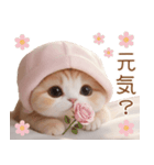 スコティッシュ猫 布団ねこ 可愛い日常（個別スタンプ：26）