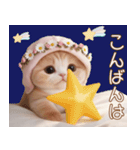 スコティッシュ猫 布団ねこ 可愛い日常（個別スタンプ：29）