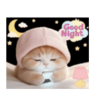 スコティッシュ猫 布団ねこ 可愛い日常（個別スタンプ：32）