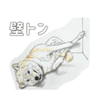 ここ柴スタンプその7（個別スタンプ：4）