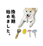 ここ柴スタンプその7（個別スタンプ：7）