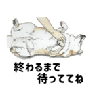 ここ柴スタンプその7（個別スタンプ：10）