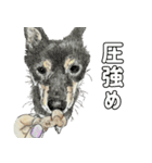 ここ柴スタンプその7（個別スタンプ：16）