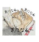 ここ柴スタンプその7（個別スタンプ：19）