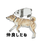 ここ柴スタンプその7（個別スタンプ：22）