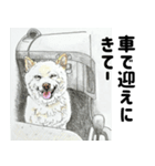 ここ柴スタンプその7（個別スタンプ：24）