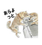 ここ柴スタンプその7（個別スタンプ：25）