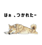 ここ柴スタンプその7（個別スタンプ：29）