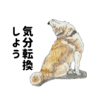 ここ柴スタンプその7（個別スタンプ：30）