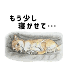 ここ柴スタンプその7（個別スタンプ：31）