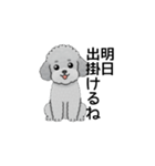 家族で使いやすいトイプードル（個別スタンプ：1）