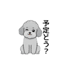 家族で使いやすいトイプードル（個別スタンプ：3）