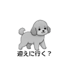 家族で使いやすいトイプードル（個別スタンプ：9）