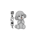 家族で使いやすいトイプードル（個別スタンプ：10）