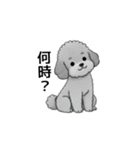 家族で使いやすいトイプードル（個別スタンプ：11）