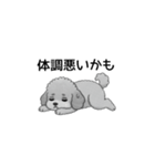 家族で使いやすいトイプードル（個別スタンプ：14）