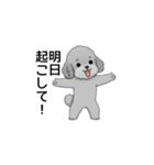 家族で使いやすいトイプードル（個別スタンプ：15）