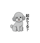 家族で使いやすいトイプードル（個別スタンプ：16）