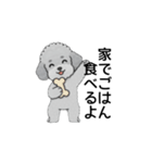 家族で使いやすいトイプードル（個別スタンプ：20）