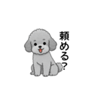 家族で使いやすいトイプードル（個別スタンプ：21）
