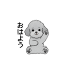 家族で使いやすいトイプードル（個別スタンプ：23）