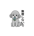 家族で使いやすいトイプードル（個別スタンプ：28）