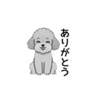 家族で使いやすいトイプードル（個別スタンプ：30）