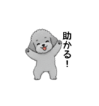 家族で使いやすいトイプードル（個別スタンプ：31）