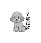 家族で使いやすいトイプードル（個別スタンプ：33）