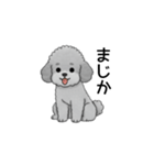 家族で使いやすいトイプードル（個別スタンプ：34）