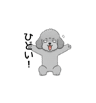 家族で使いやすいトイプードル（個別スタンプ：36）