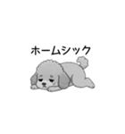 家族で使いやすいトイプードル（個別スタンプ：40）