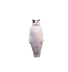 動く！踊る猫ミーム(パート29)（個別スタンプ：1）
