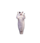 動く！踊る猫ミーム(パート29)（個別スタンプ：2）