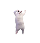 動く！踊る猫ミーム(パート29)（個別スタンプ：3）
