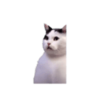動く！踊る猫ミーム(パート29)（個別スタンプ：7）