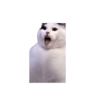 動く！踊る猫ミーム(パート29)（個別スタンプ：8）